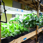 Blue Mountain Organics - Hydroponic Vegitables