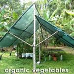 Blue Mountain Organics - Hydroponic Vegitables